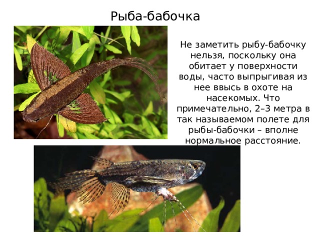 Рыба-бабочка Не заметить рыбу-бабочку нельзя, поскольку она обитает у поверхности воды, часто выпрыгивая из нее ввысь в охоте на насекомых. Что примечательно, 2–3 метра в так называемом полете для рыбы-бабочки – вполне нормальное расстояние. 