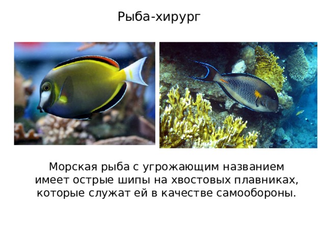 Рыба-хирург Морская рыба с угрожающим названием имеет острые шипы на хвостовых плавниках, которые служат ей в качестве самообороны. 