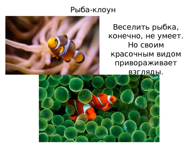 Рыба-клоун Веселить рыбка, конечно, не умеет. Но своим красочным видом привораживает взгляды. 