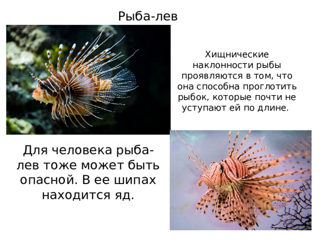 Рыба-лев Хищнические наклонности рыбы проявляются в том, что она способна проглотить рыбок, которые почти не уступают ей по длине. Для человека рыба-лев тоже может быть опасной. В ее шипах находится яд. 