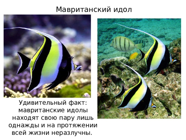 Мавританский идол Удивительный факт: мавританские идолы находят свою пару лишь однажды и на протяжении всей жизни неразлучны. 