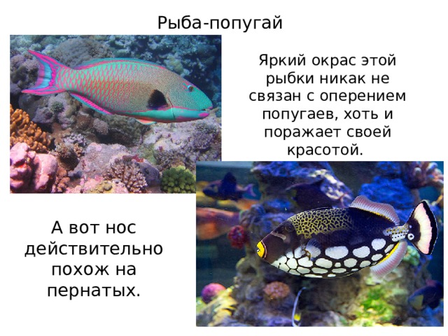 Рыба-попугай Яркий окрас этой рыбки никак не связан с оперением попугаев, хоть и поражает своей красотой. А вот нос действительно похож на пернатых. 