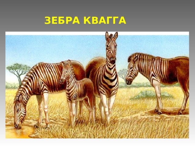ЗЕБРА КВАГГА 