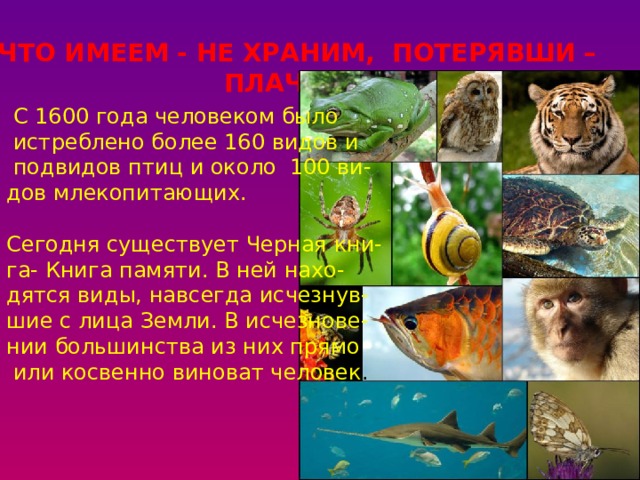 ЧТО ИМЕЕМ - НЕ ХРАНИМ, ПОТЕРЯВШИ – ПЛАЧЕМ…  С 1600 года человеком было  истреблено более 160 видов и  подвидов птиц и около 100 ви- дов млекопитающих. Сегодня существует Черная кни- га- Книга памяти. В ней нахо- дятся виды, навсегда исчезнув- шие с лица Земли. В исчезнове- нии большинства из них прямо  или косвенно виноват человек . 