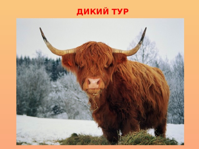 ДИКИЙ ТУР 