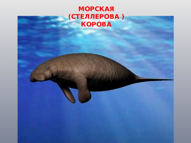 МОРСКАЯ (СТЕЛЛЕРОВА ) КОРОВА 