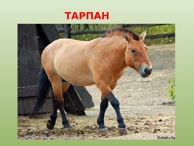 ТАРПАН 