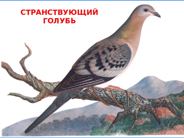 СТРАНСТВУЮЩИЙ ГОЛУБЬ 