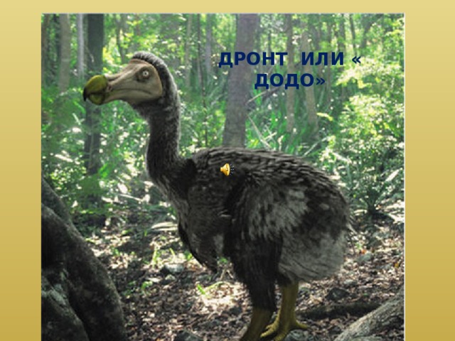 ДРОНТ ИЛИ « ДОДО» 