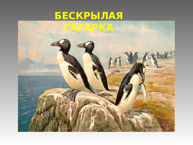 БЕСКРЫЛАЯ ГАГАРКА 