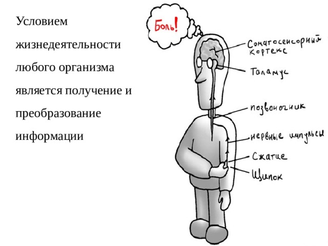 Условием жизнедеятельности любого организма является получение и преобразование информации 