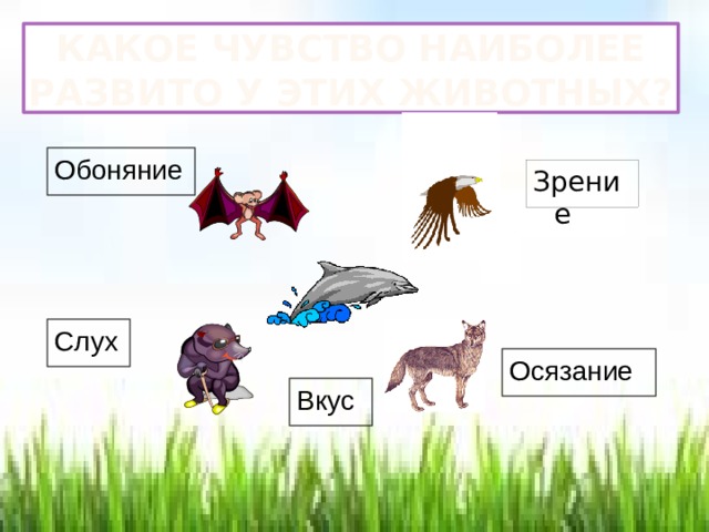 Какое чувство наиболее развито у этих животных? Обоняние Зрение Слух Осязание Вкус 
