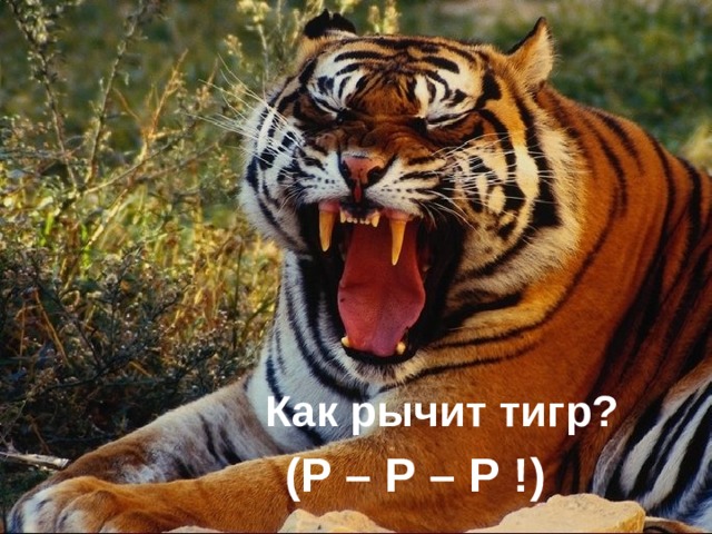  Как рычит тигр? ( Р – Р – Р ! )  