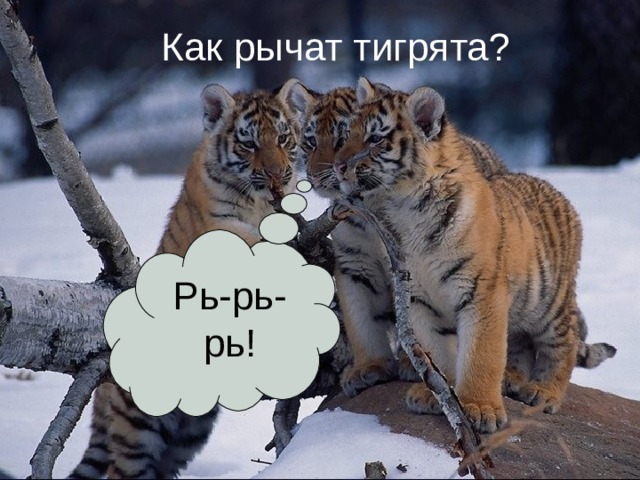 Рь-рь-рь! Как рычат тигрята? 