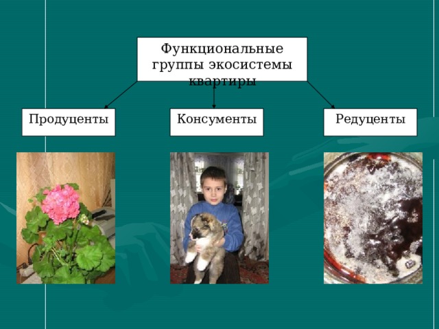 Функциональные группы экосистемы квартиры Продуценты Консументы Редуценты 