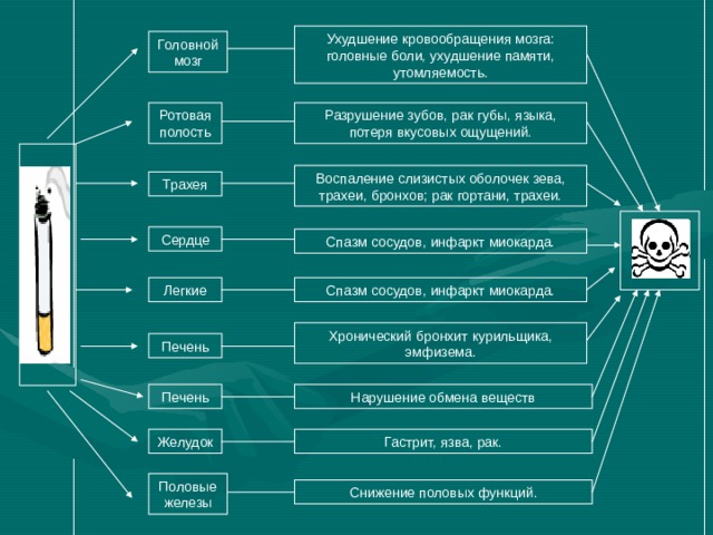 Ухудшение кровообращения мозга: головные боли, ухудшение памяти, утомляемость. Головной мозг Ротовая полость Разрушение зубов, рак губы, языка, потеря вкусовых ощущений. Воспаление слизистых оболочек зева, трахеи, бронхов; рак гортани, трахеи. Трахея Сердце Спазм сосудов, инфаркт миокарда. Легкие Спазм сосудов, инфаркт миокарда. Хронический бронхит курильщика, эмфизема. Печень Печень Нарушение обмена веществ Желудок Гастрит, язва, рак. Половые железы Снижение половых функций. 