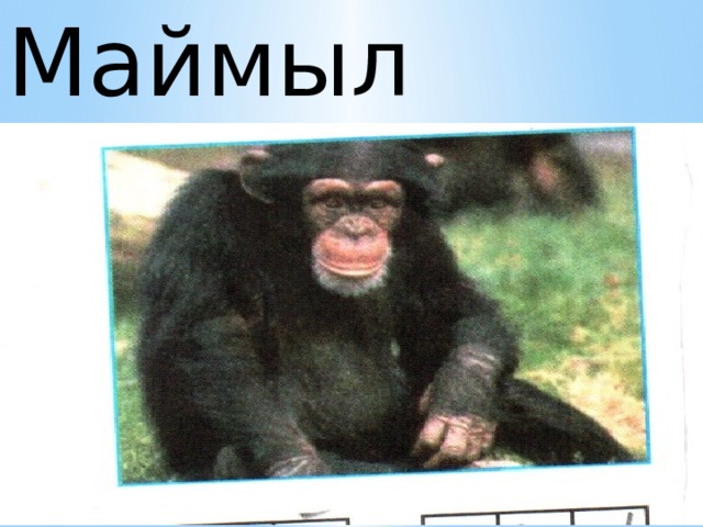 Маймыл 