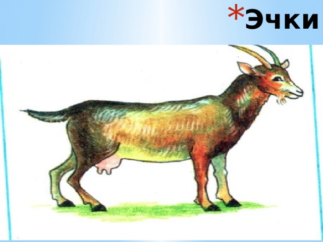 Эчки 