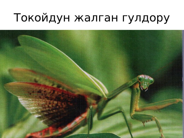 Токойдун жалган гулдору 