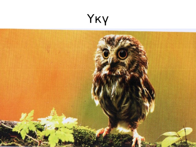 Үкү 