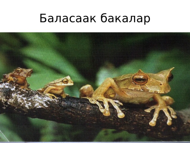 Баласаак бакалар 