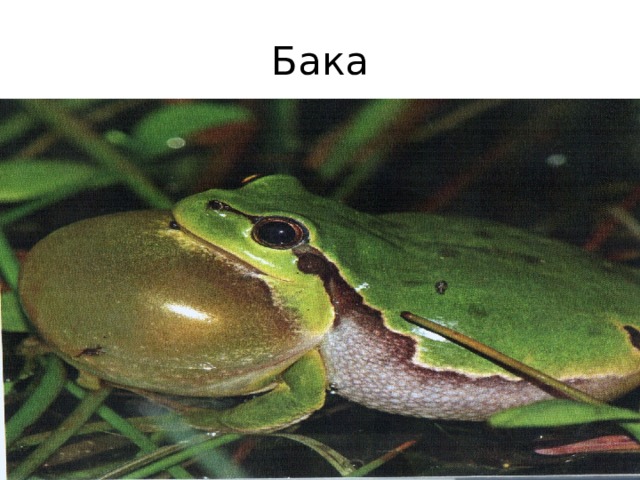 Бака 