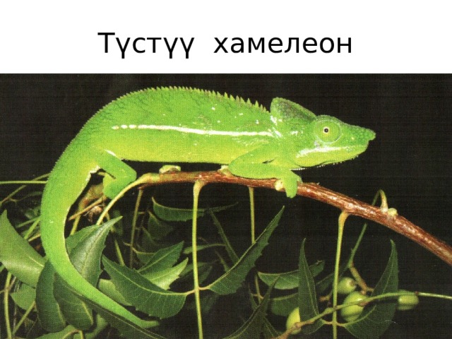 Түстүү хамелеон 