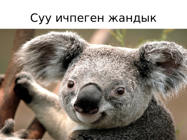 Суу ичпеген жандык 