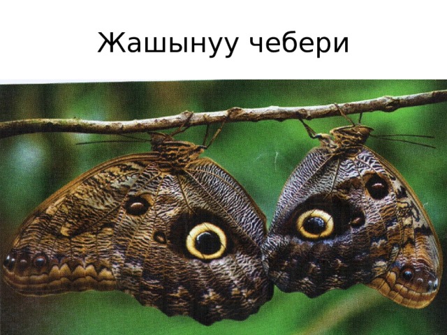 Жашынуу чебери 