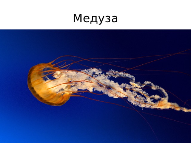 Медуза 