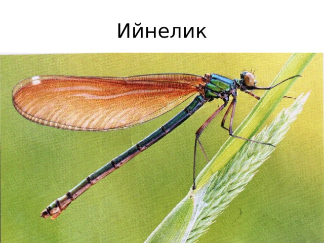 Ийнелик 
