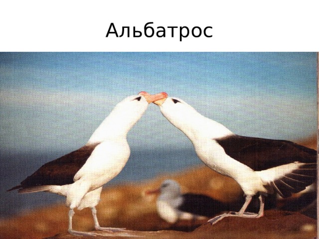 Альбатрос 