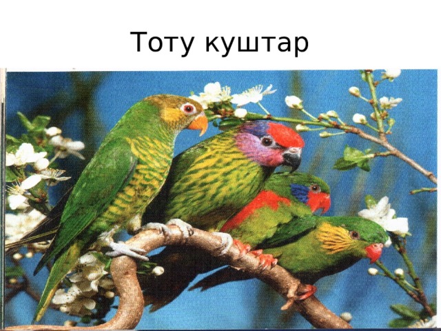 Тоту куштар 