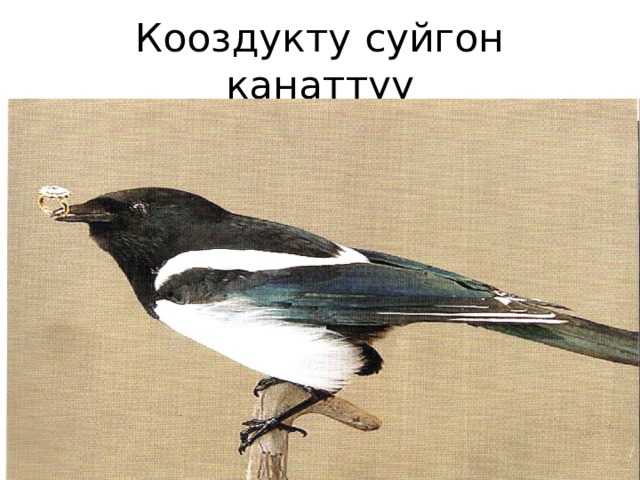 Кооздукту суйгон канаттуу 