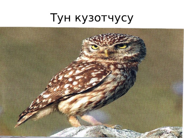Тун кузотчусу 