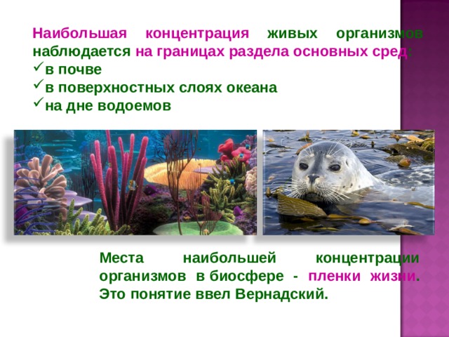 Наибольшая концентрация живых организмов наблюдается на границах раздела основных сред : в почве в поверхностных слоях океана на дне водоемов Места наибольшей концентрации организмов в биосфере - пленки жизни . Это понятие ввел Вернадский. 