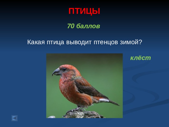 ПТИЦЫ   70 баллов   Какая птица выводит птенцов зимой?  клёст  
