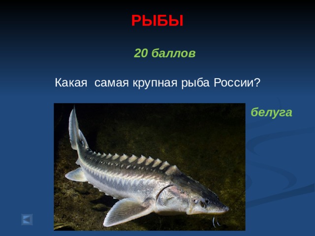 РЫБЫ    20 баллов   Какая самая крупная рыба России?  белуга  