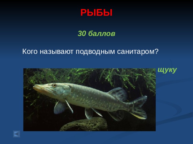 РЫБЫ     30 баллов   Кого называют подводным санитаром?  щуку  