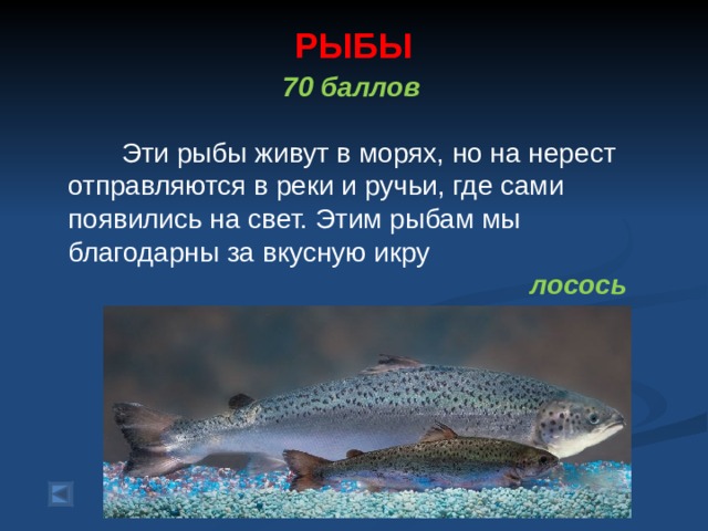 РЫБЫ   70 баллов   Эти рыбы живут в морях, но на нерест отправляются в реки и ручьи, где сами появились на свет. Этим рыбам мы благодарны за вкусную икру лосось 