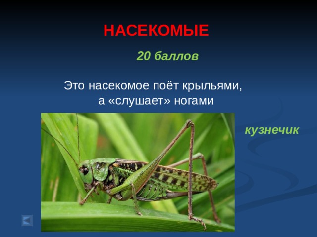 НАСЕКОМЫЕ  20 баллов  Это насекомое поёт крыльями,  а «слушает» ногами  кузнечик  