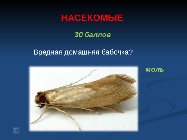 НАСЕКОМЫЕ 30 баллов    Вредная домашняя бабочка?  моль  