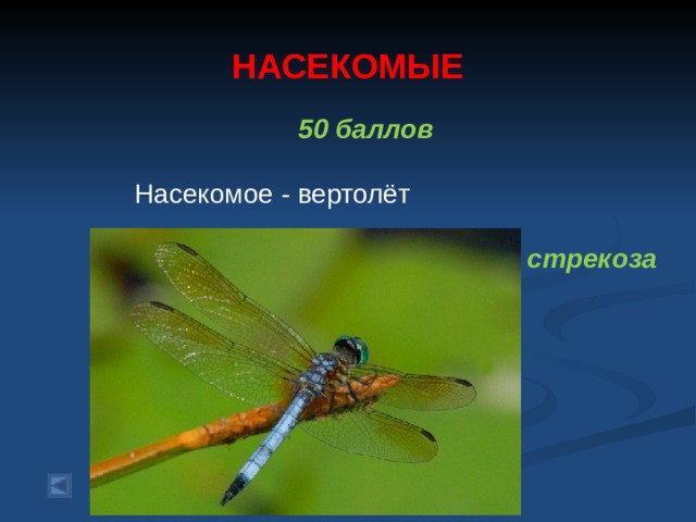 НАСЕКОМЫЕ 50 баллов   Насекомое - вертолёт  стрекоза  