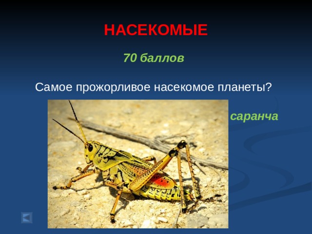 НАСЕКОМЫЕ 70 баллов    Самое прожорливое насекомое планеты?  саранча   