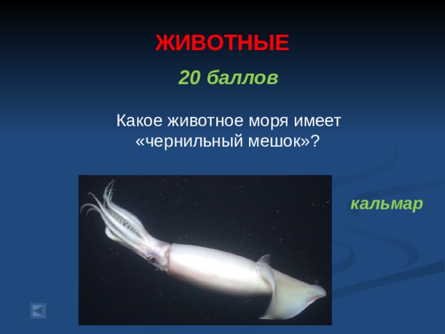  ЖИВОТНЫЕ   20 баллов   Какое животное моря имеет  «чернильный мешок»? кальмар  