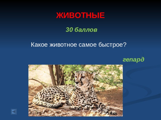  ЖИВОТНЫЕ   30 баллов   Какое животное самое быстрое? гепард  