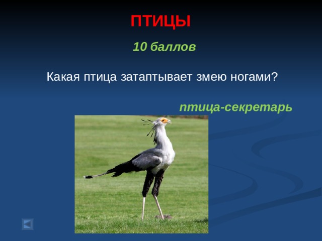ПТИЦЫ    10 баллов   Какая птица затаптывает змею ногами? птица-секретарь 