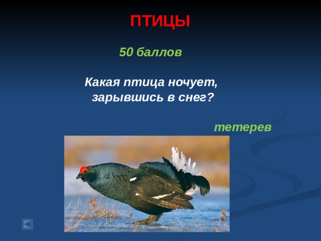 ПТИЦЫ   50 баллов   Какая птица ночует,  зарывшись в снег?  тетерев  