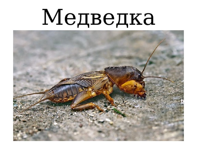 Медведка 