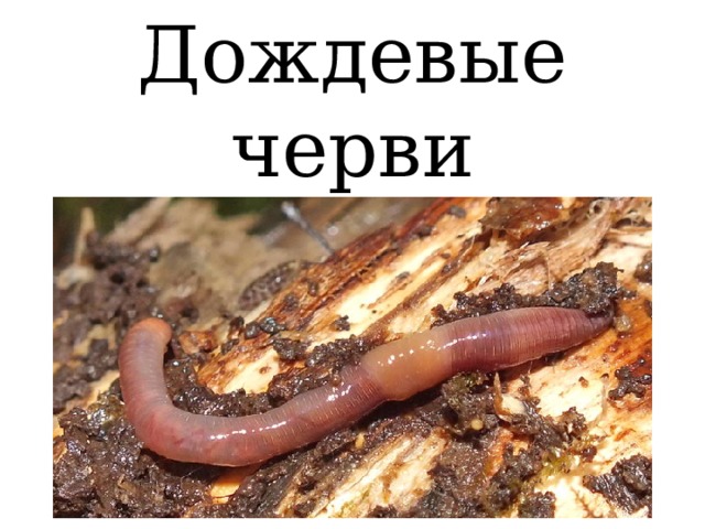 Дождевые черви 